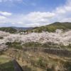 山の田浄水場の桜【満開いつ？開花速報2022】～美ロケーション！