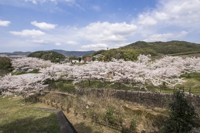 山の田浄水場の桜【開花と満開日2023】～美ロケーション！