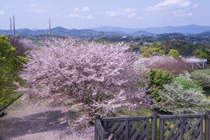 西海橋公園（長崎県西海市・佐世保市針尾）の桜と花見