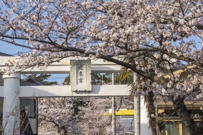 早岐神社（佐世保市早岐）の桜と花見