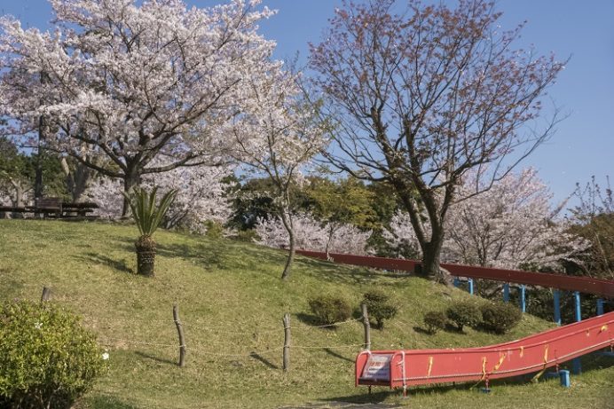 花高中央公園（佐世保市花高）の桜と花見