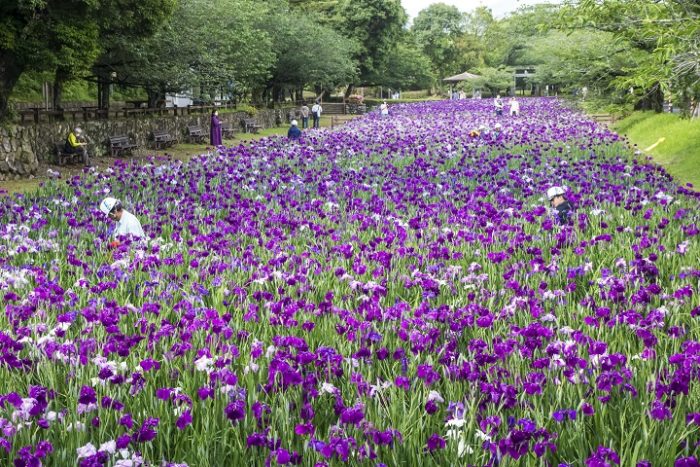 見頃キタァー 大村公園の菖蒲 21年5月24日 月