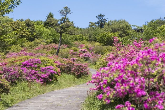 宝原園地(長崎県小浜市雲仙)のミヤマキリシマ