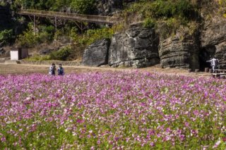 七ツ釜鍾乳洞コスモス祭り【見頃速報2023】～県下最強級50万本