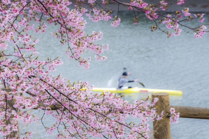 浦上川桜回廊（浦上川河川公園）、大漁桜