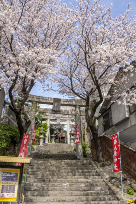 中川八幡神社（長崎市中川）、桜