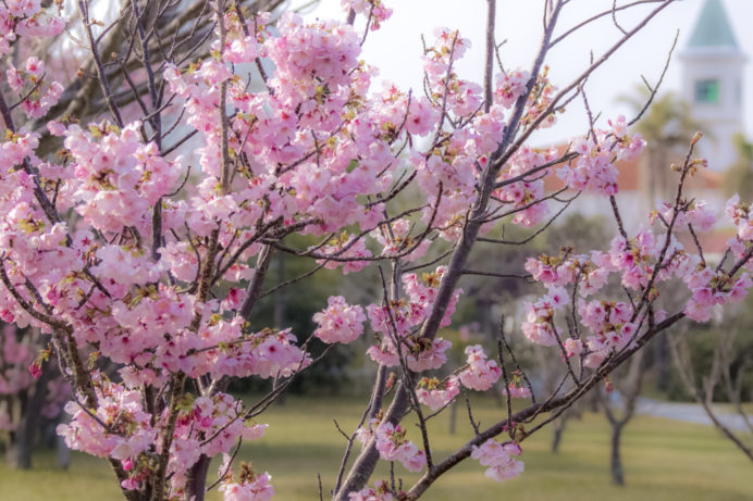 伊王島の陽光桜（長崎市）