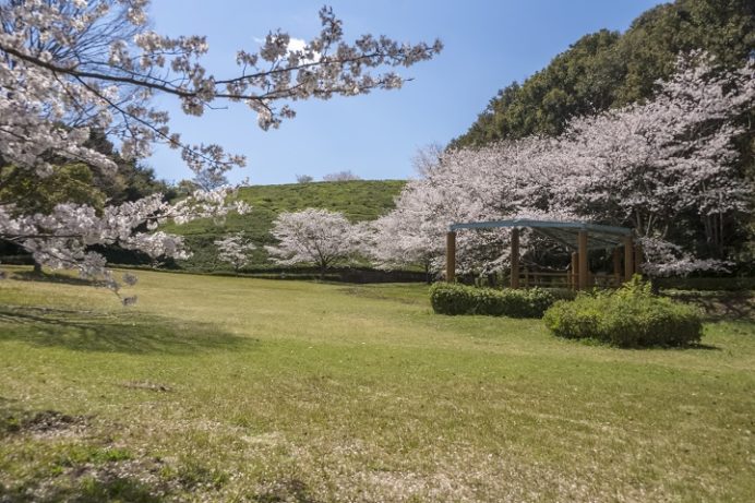月の丘公園（諫早市飯盛町）、桜と花見