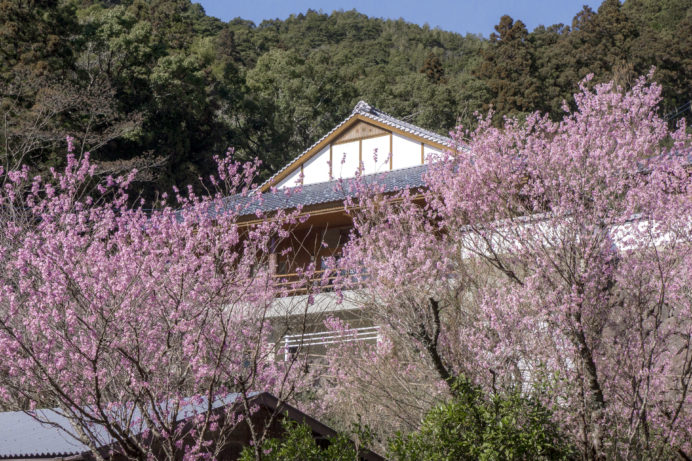 七面山妙光寺（長崎市鳴滝）の啓翁桜