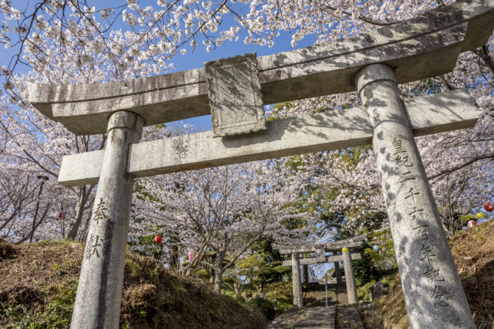 小江公園（諫早市高来町）の桜と花見