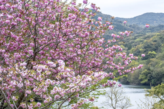 式見ダム（長崎市園田町）、八重桜