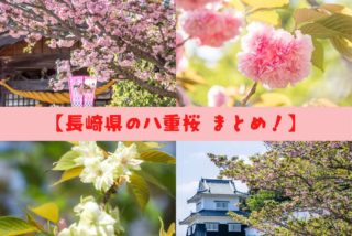 長崎の八重桜スポット ８選！【見頃速報2022】