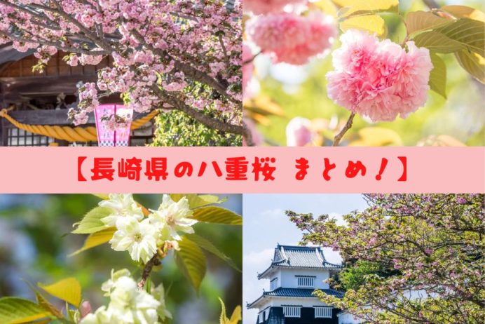 長崎県の八重桜（オオムラザクラ、御衣黄）
