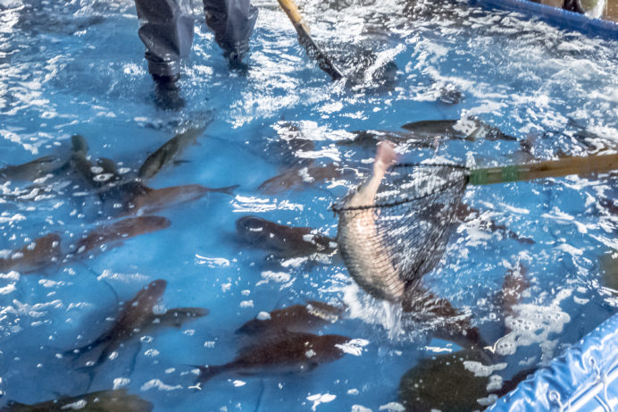 長崎さかな祭り2022（長崎魚市場）、お魚すくい捕り