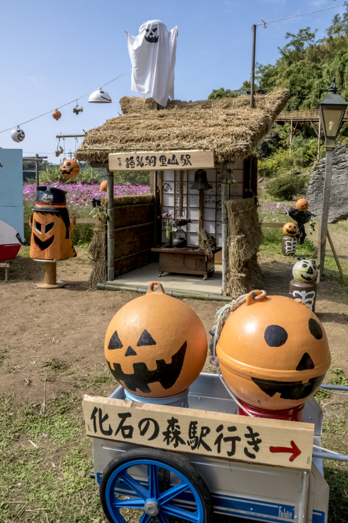 七ツ釜鍾乳洞公園（長崎県西海市）のコスモス
