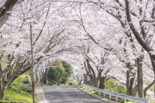 【心震える美しさ】福山雅治『桜坂』が長崎県にもある？（松島）