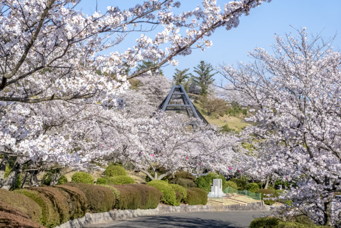 大崎自然公園の桜【開花と満開日2023】～遊戯施設が鬼充実！