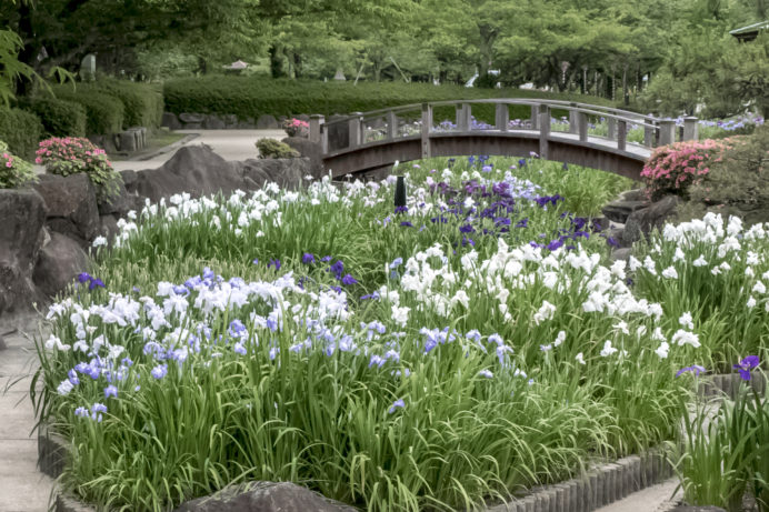 大村公園（長崎県）の花菖蒲