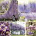 長崎【藤棚の名所４選】～心震える薄紫の大カーテン