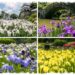 長崎の花菖蒲８スポットまとめ！【見頃速報2023】～名所から穴場まで